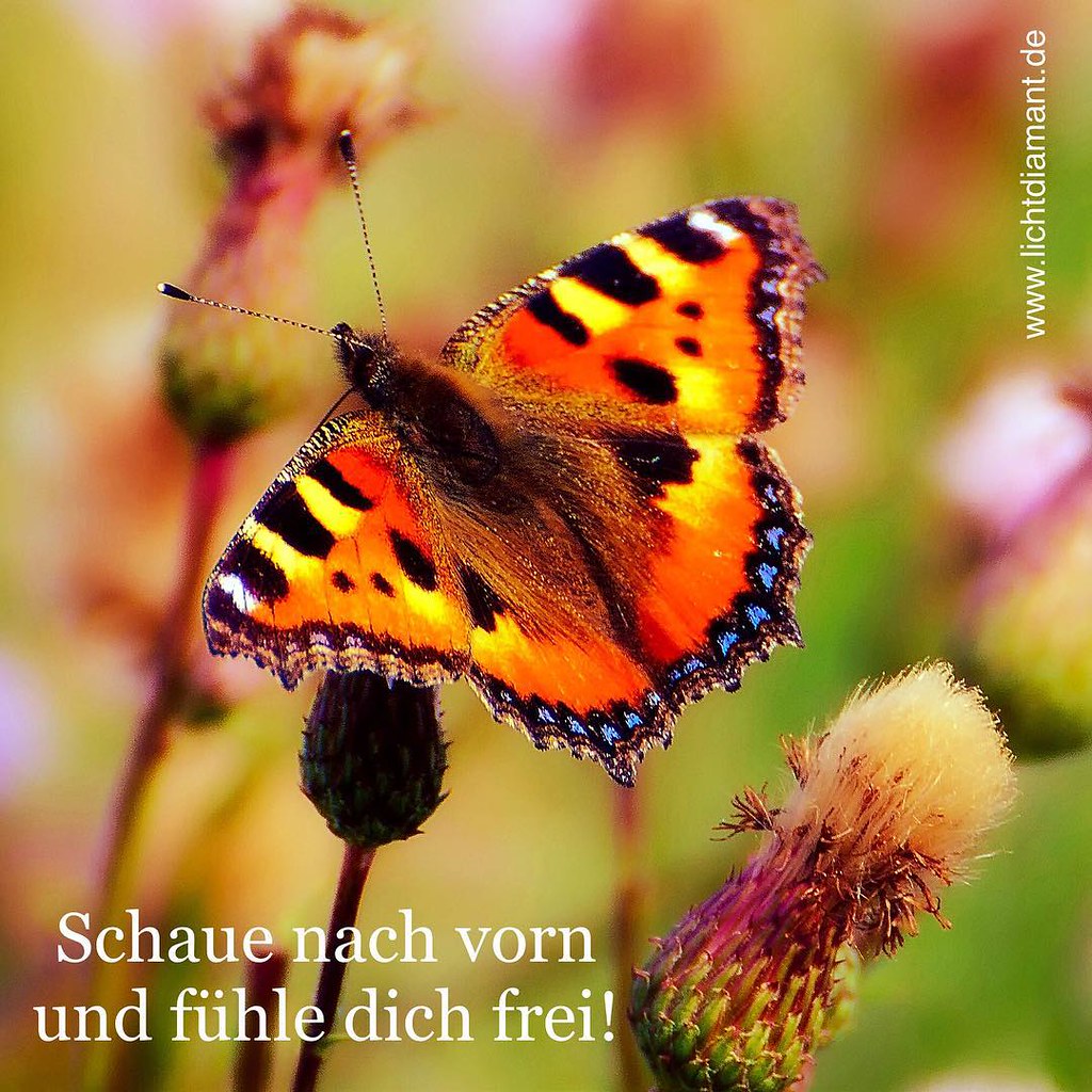 Schmetterling Zuversicht Natur Blume Heilung Spruche Flickr