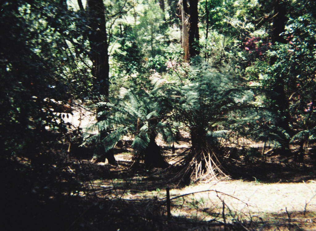 Tree ferns and trees
