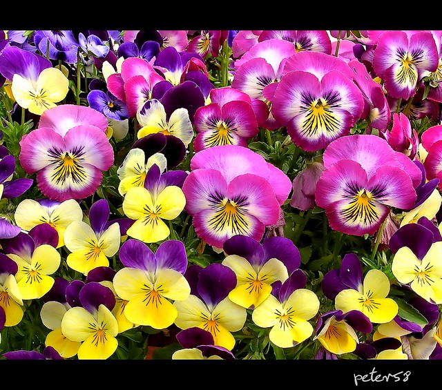 Fiori Violette.Viole Violette Continua La Serie Dei Fiori E Dei Loro Me Flickr