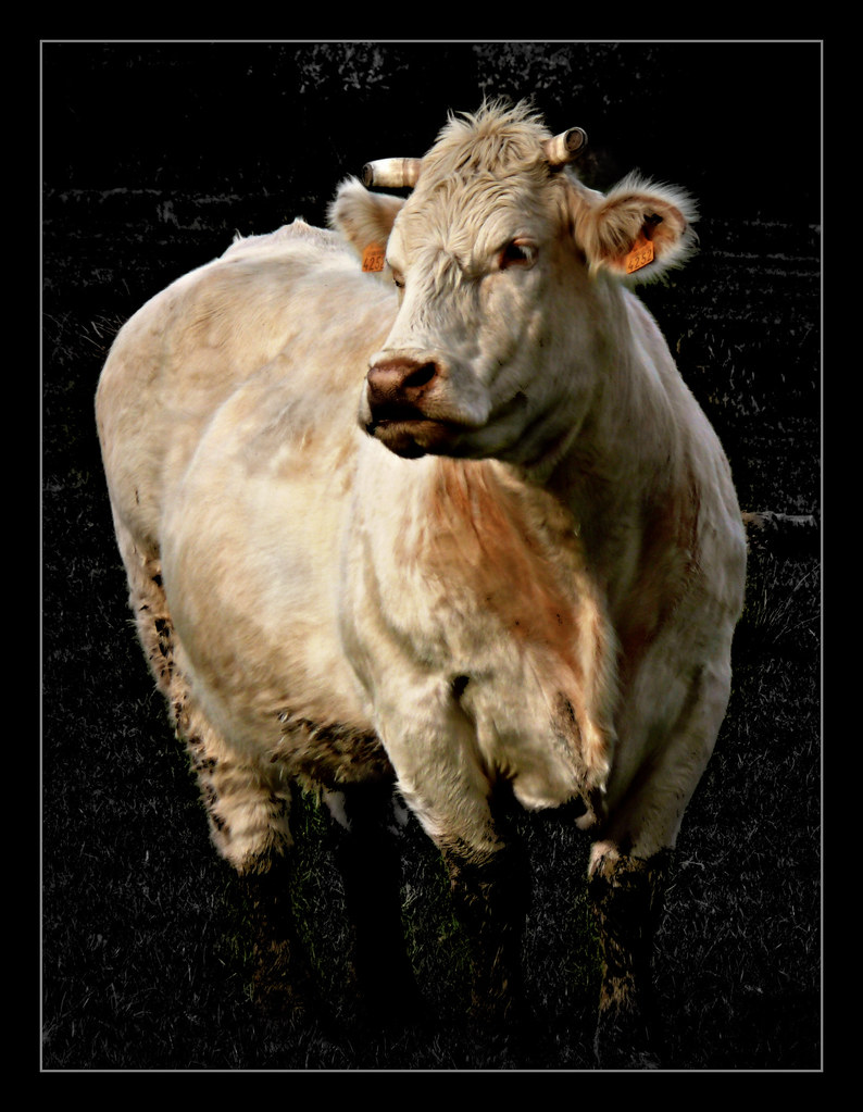304 Highcolor Cow
