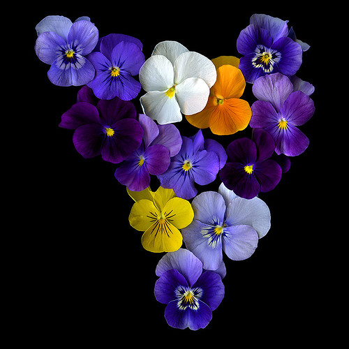 MY LOVE OF FLOWERS, and 'beauty' by magda indigo