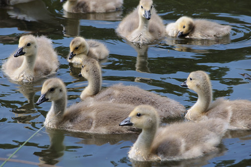 loads of goslings | by Daz moston