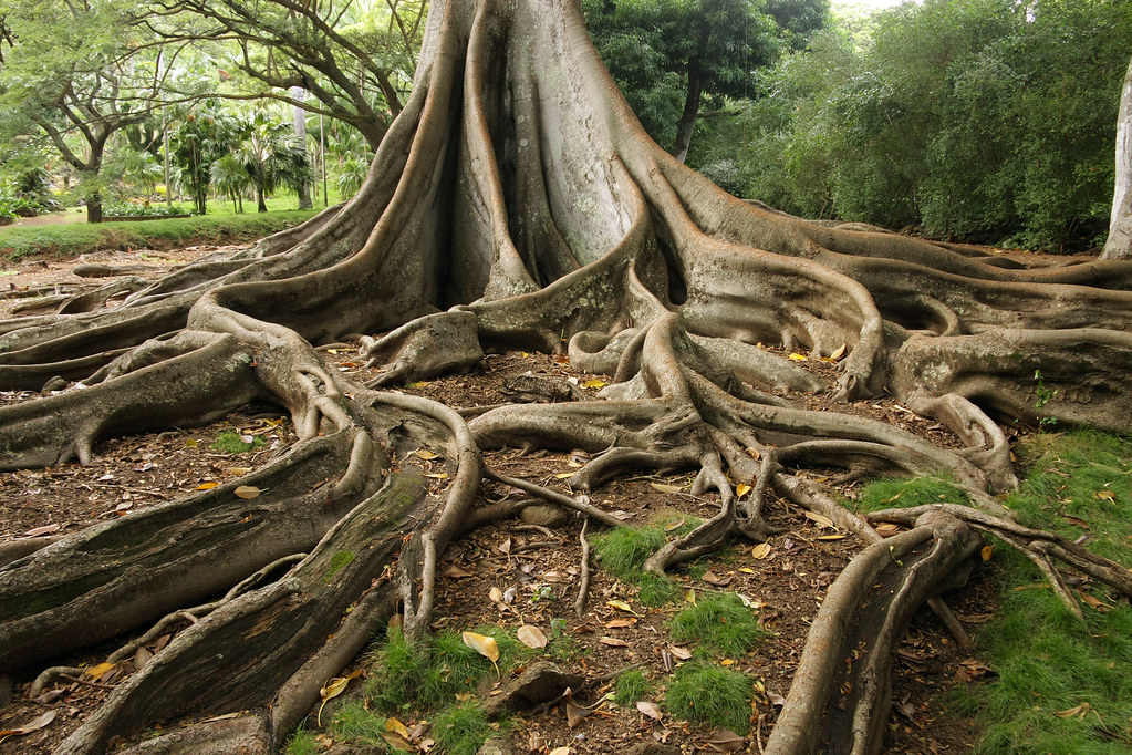 Giant Fig Tree Roots, 3 of 3.