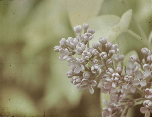 Blossom by Nila111