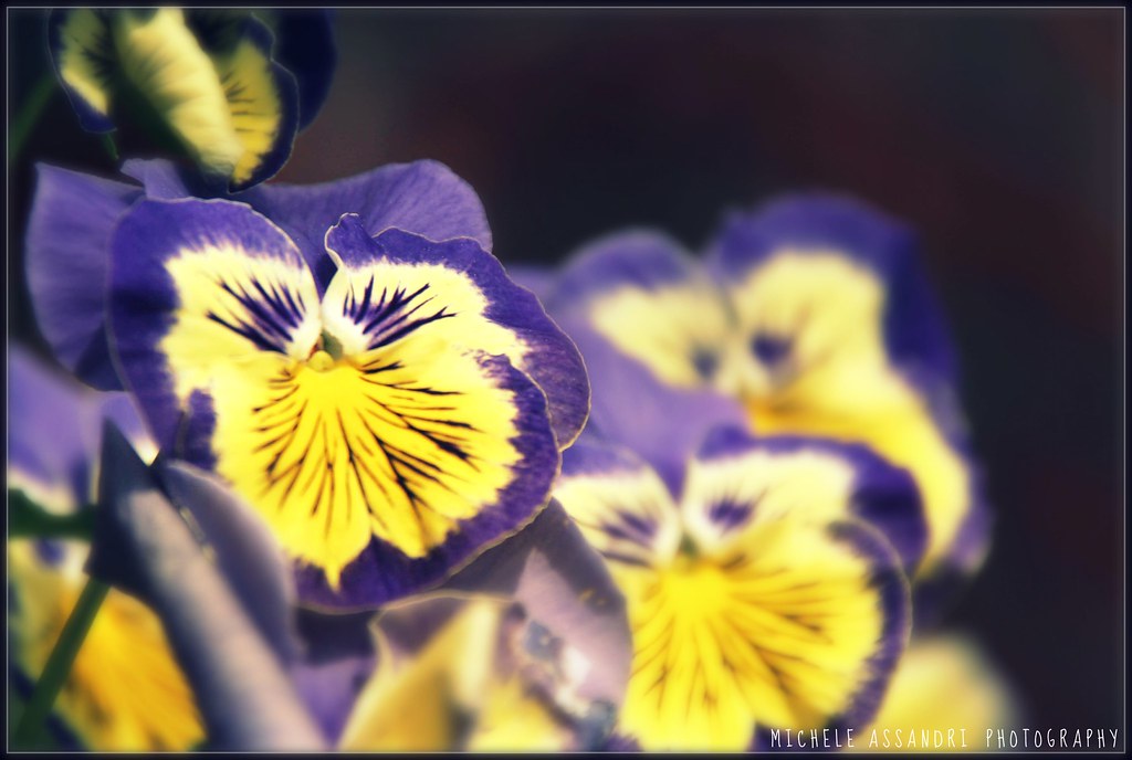 Spring poetry by © Mikytz