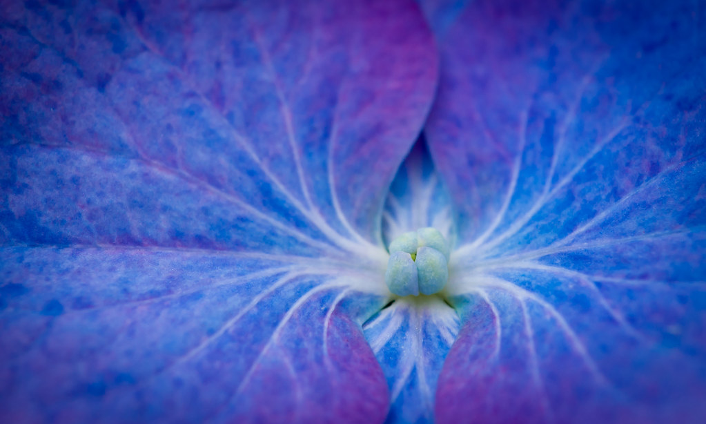 tropica | Flickr