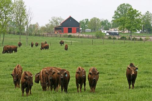 buffalo bluegrass kentucky pasture bison buffalocrossing