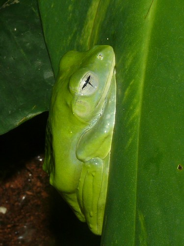 Rhacophorus reinwardtii - Java-Flugfrosch - Javan flying f… | Flickr