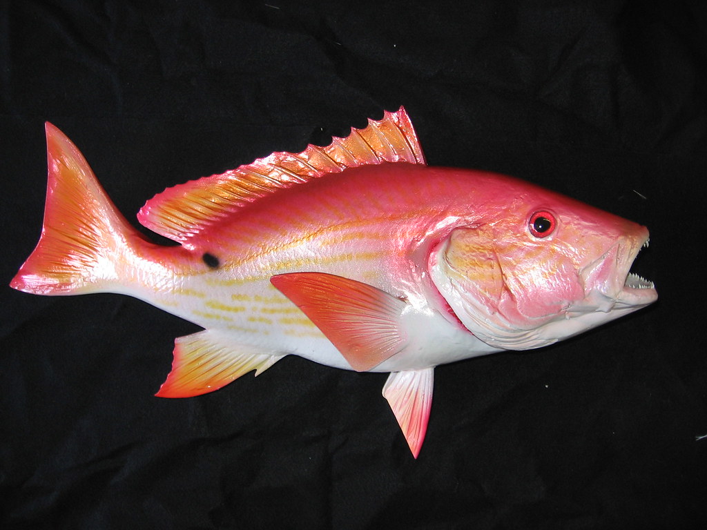 Snapper Flickr Lane Snapper Animal : Lane Snapper Images – DXCF