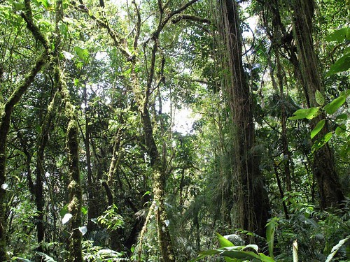plants latinamerica forest parks panama centralamerica 2007 chiriqui centroamerica américalatina gpsapproximate chiriquí