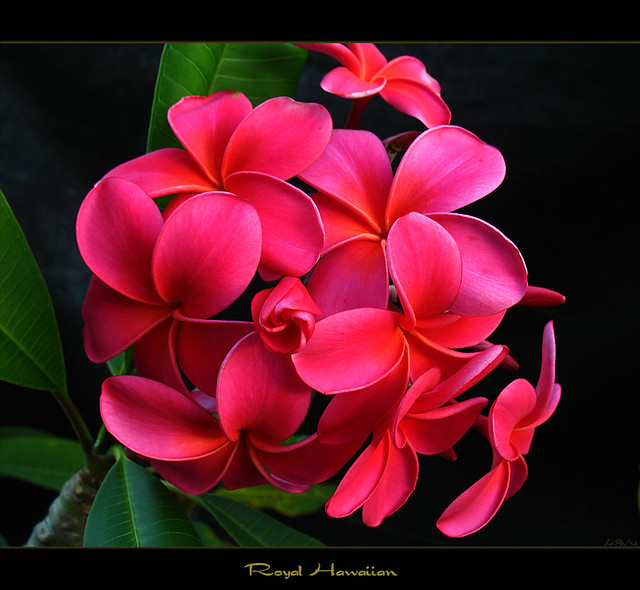 Hawaiian Flowers - The Plumeria Royal Hawaiian