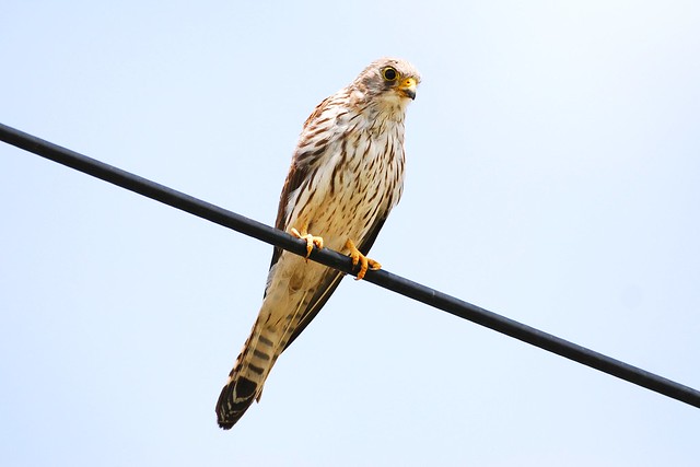 Lesser Kestrel  (Falco naumanni) 183