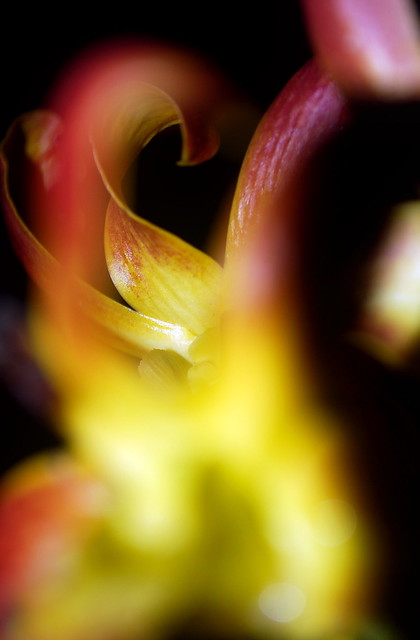 flaming orchid