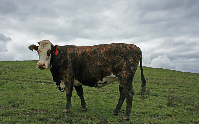 Cow on a Hill - No. 232