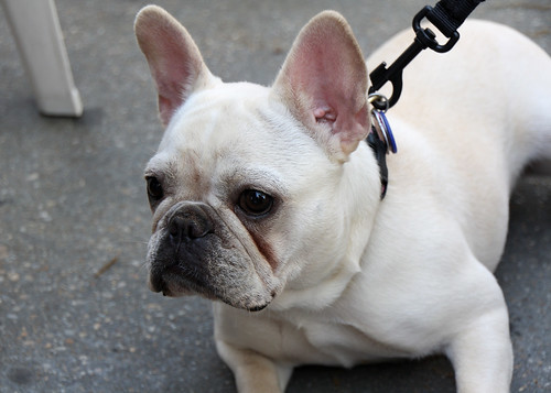 Tchotchke Viera | Tchotcke Viera, the cute French Bulldog be… | Flickr