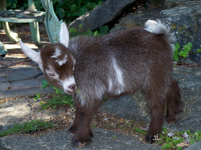 Pygmy goat kid