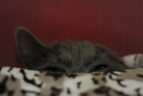 Peek a Boo | by bratli