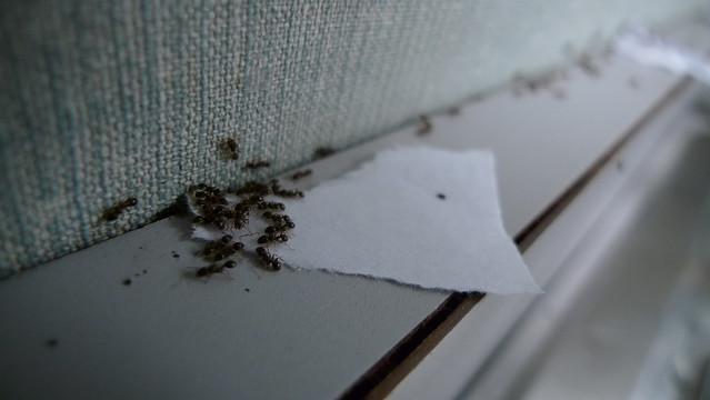 A recurring ant Problem