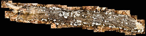 macro mushrooms log woods decay mosaic nikond70s montage bellows 105micro