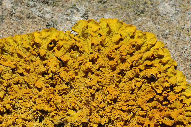 Xanthoria calcicola (Oranje Wall lichen / Oranje dooiermos)