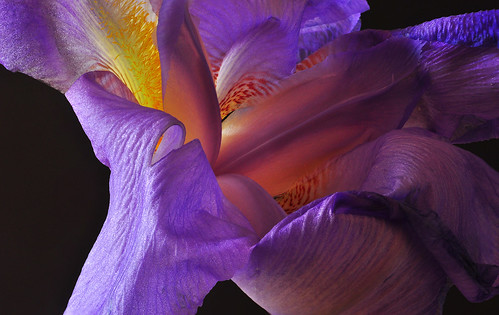 Iris Texture by Bill Gracey 31 Million Views