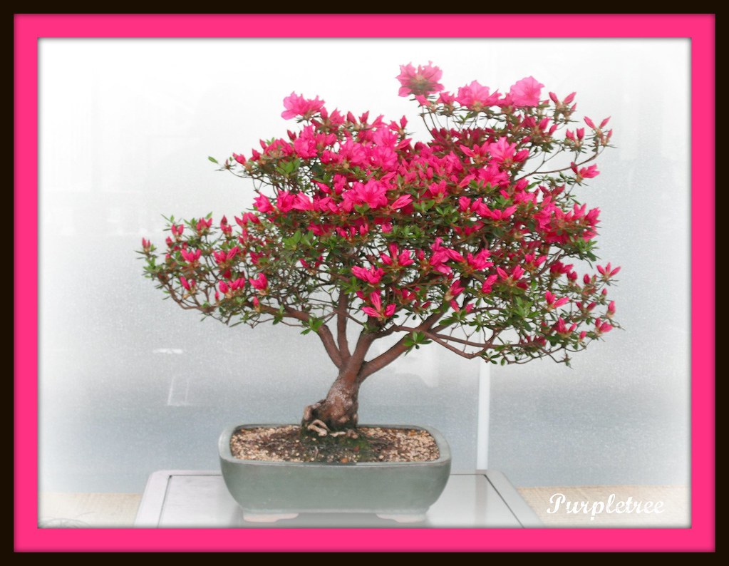~ Flowering Bonsai Tree ~ by Purpletree..(Nancy Lee)