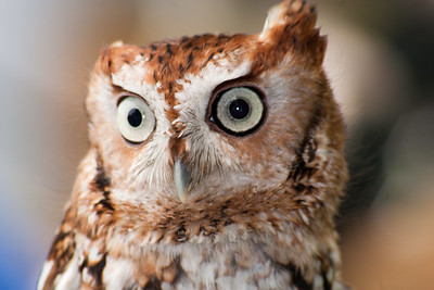 photo of an owl