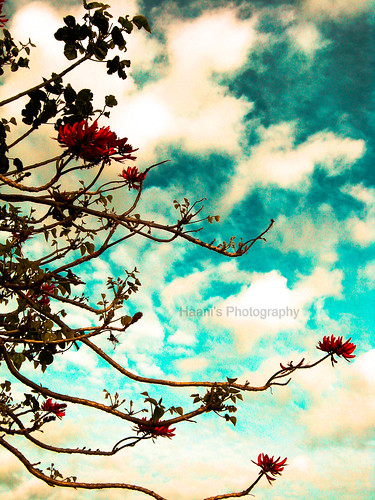 blue light red newzealand summer sky plants flower tree nature leaves clouds blood branches auckland blooming clendon haani aplusphoto