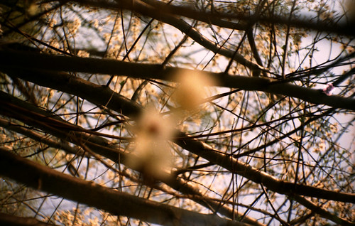 into trees | by jxj! the total bastard