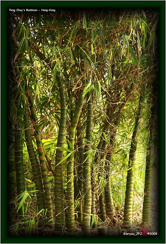 Peng Chau's Bamboos - Hong-Kong by Kinryuu_JFJ