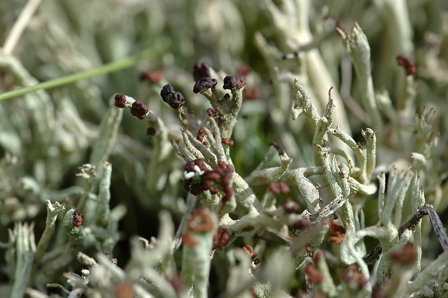 Cladonia subulata (Cup lichen / Kronkelheidestaartje) met apothecien