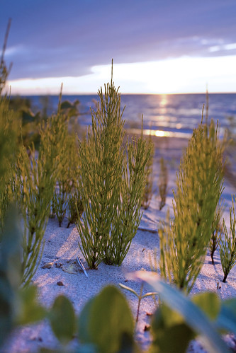 plants on the beach by gbarill, closeup of plants growing on the beach in bright's grove, with sunset in the backgroundsunset sky cl