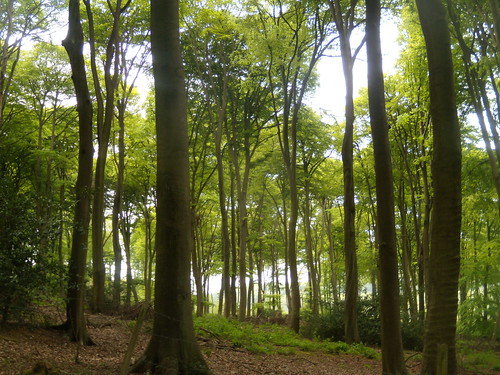 Beech trees Henley Circular via Stonor