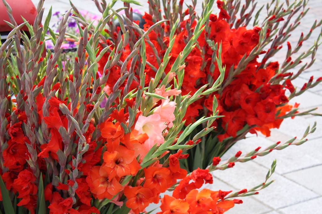 Flowers, Kingston 5 Richard Spiegelman Flickr