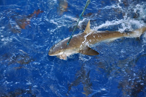 Sharck attack | by clemNC