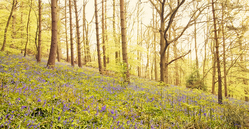 Spring hopes Bluebell wood in Surrey, England, in early May. They were a bit late this year due to the cold winter, but boy were they worth the wait! 