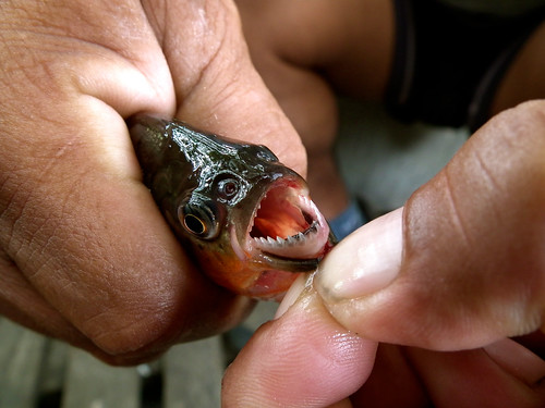 Piranha in Amazon