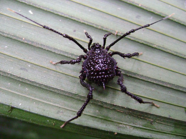 Ampycus sp. female