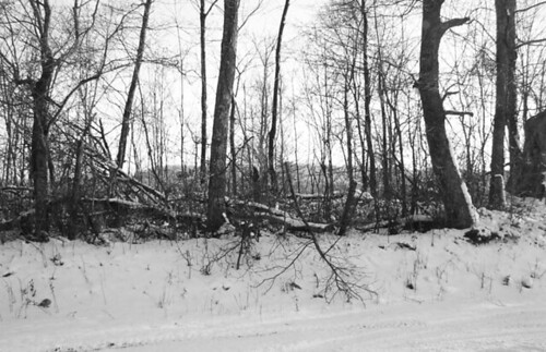 trees bw snow fencerow tbg