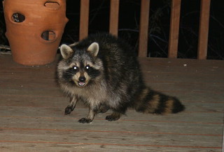 Raccoon | by SeabrookeLeckie.com