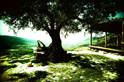 Olive Tree Cap by Arashi-San