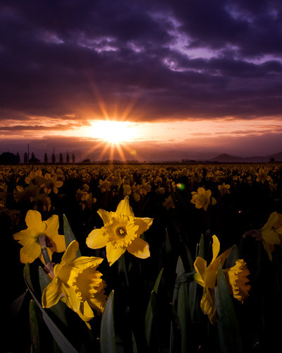 usa flower sunrise washington unitedstates daffodils mountvernon flowersplants blueribbonwinner anawesomeshot skedonk