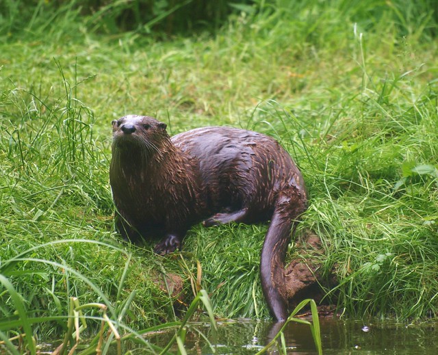 Otter in the Wildlifepark Gangelt, 02