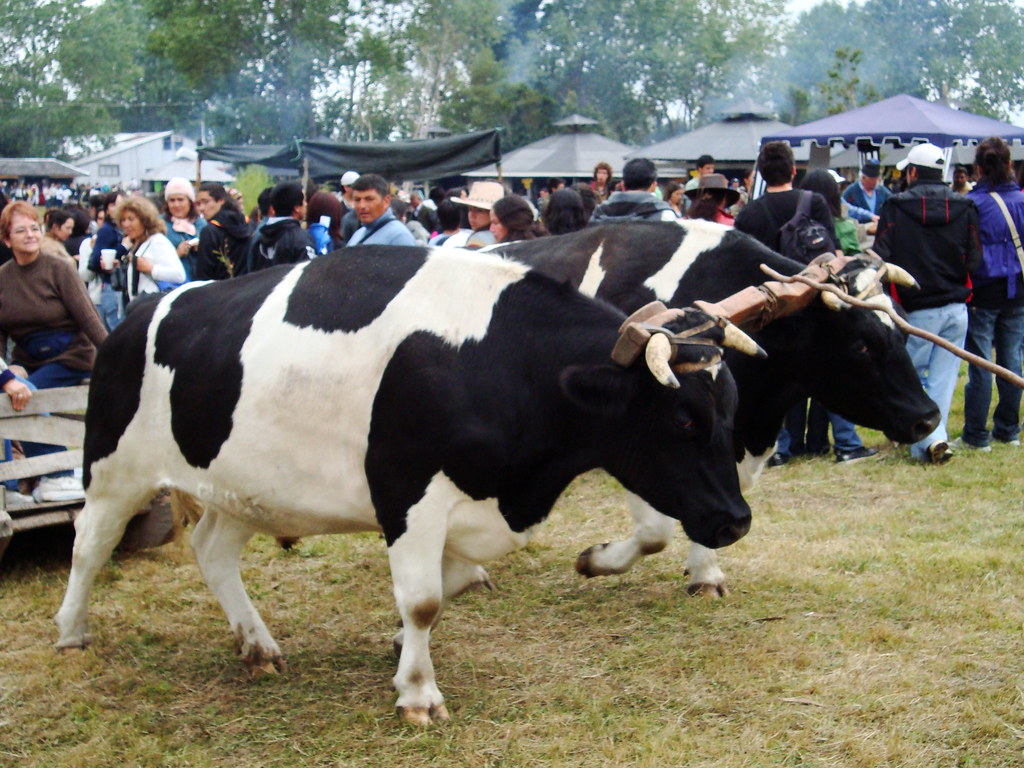 Parque Municipal de Castro