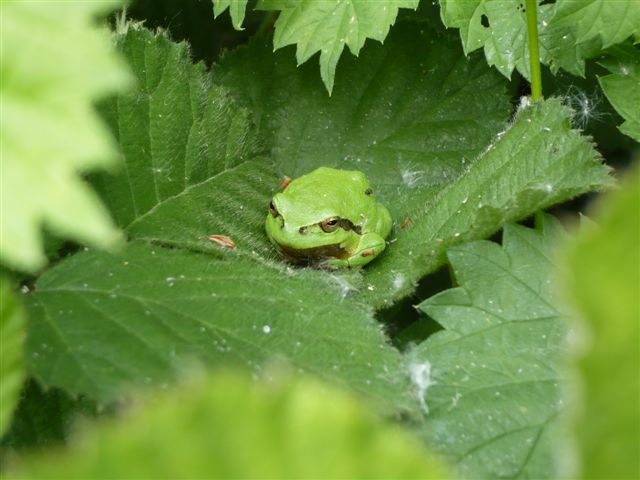 Hyla arborea (European tree frog / Boomkikker)