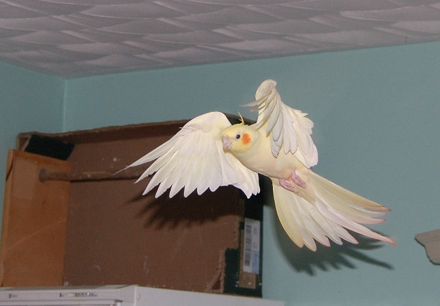 lutino cockatiel in flight