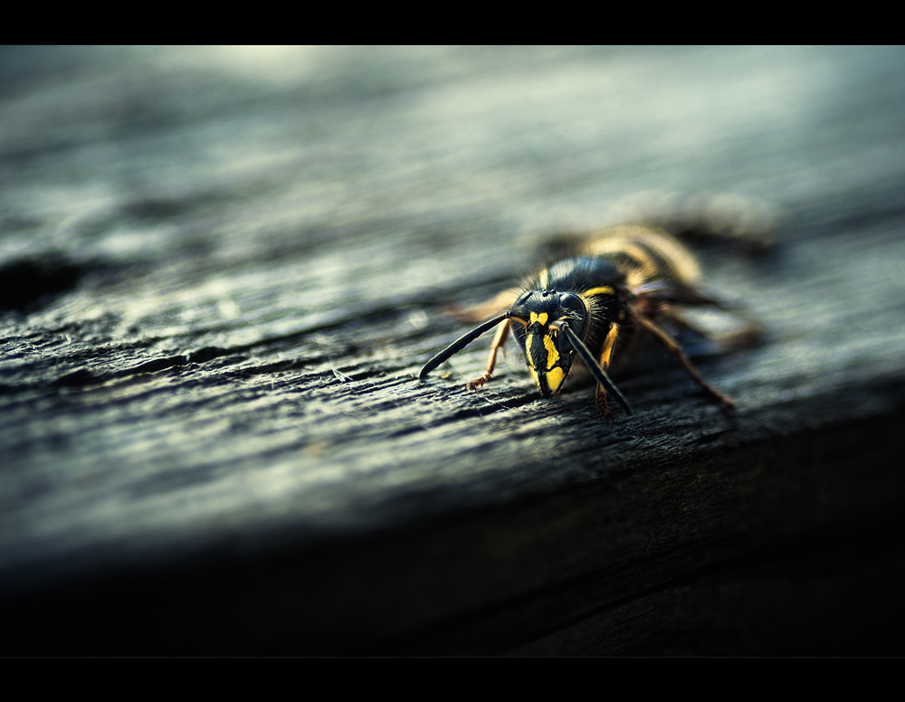 Wasp by Joni Niemelä
