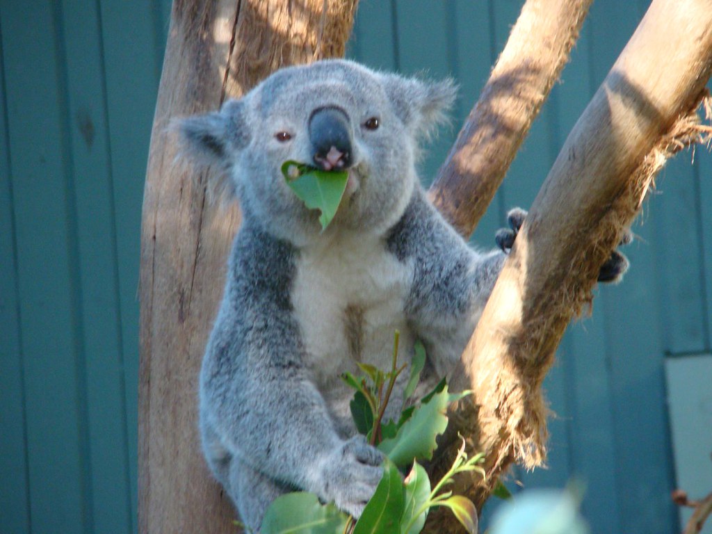 Год коалы. Коала на эвкалипте. Удивлённая коала. Коала жует. Смешная коала.