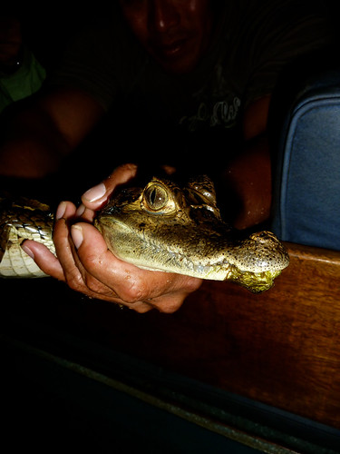 Caiman