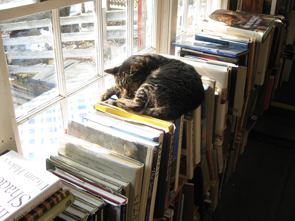 Tabby cat laying on books 
